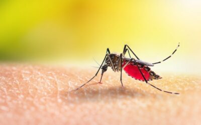 Dengue: Sintomas, Transmissão, Prevenção e Tratamento