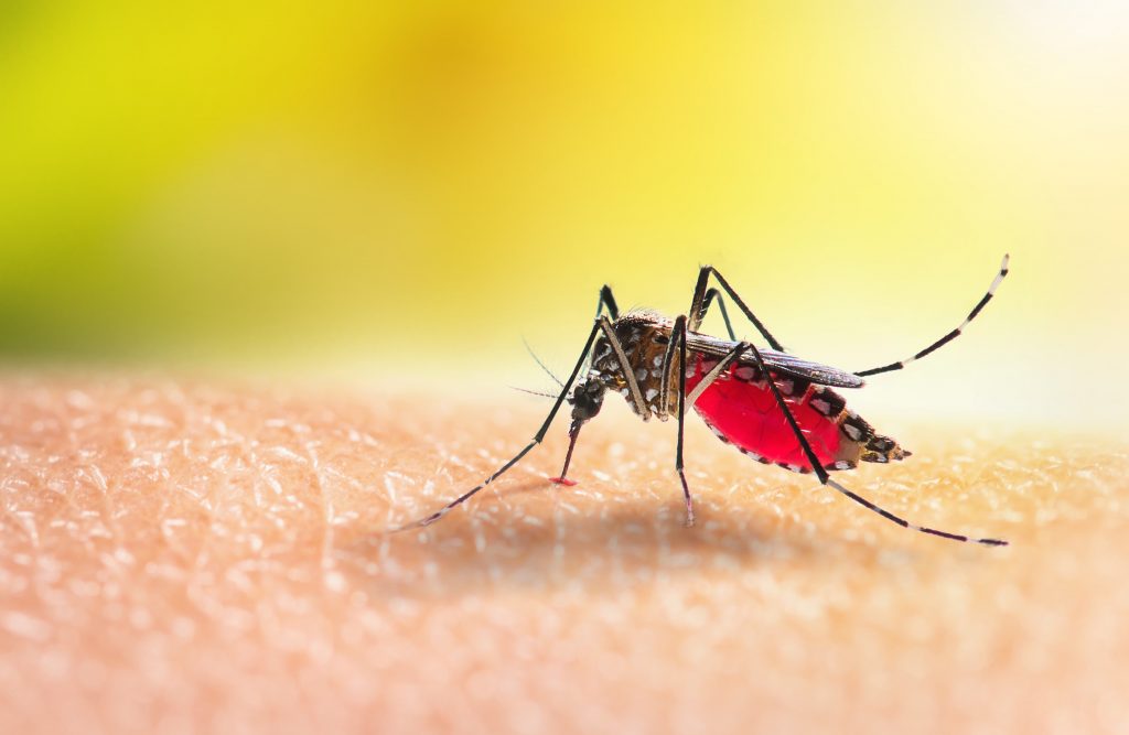 Dengue: Sintomas, Transmissão, Prevenção e Tratamento