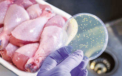 Salmonela: sintomas da infecção, alimentos de risco, tratamento e prevenção